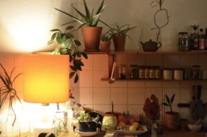 House plants in kitchen